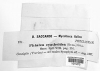 Crocicreas cyathoideum var. cyathoideum image